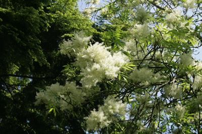 Fraxinus ornus